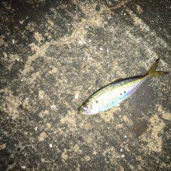 アジは裏切りません