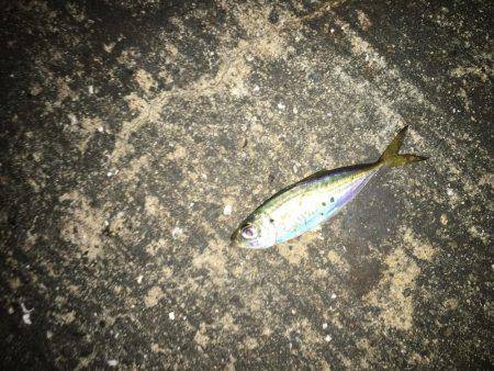 アジは裏切りません