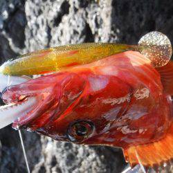 ロックフィッシュ！