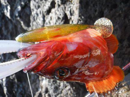 ロックフィッシュ！