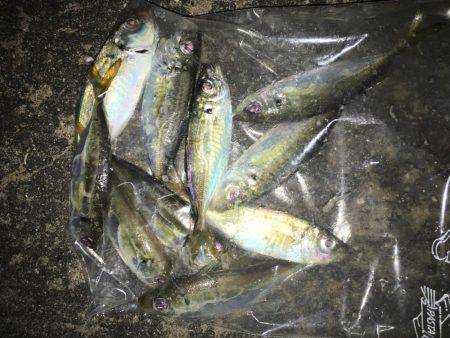 注文のアジを釣りに…