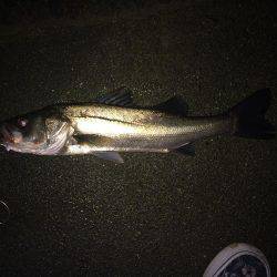 秋らしくなってきたので