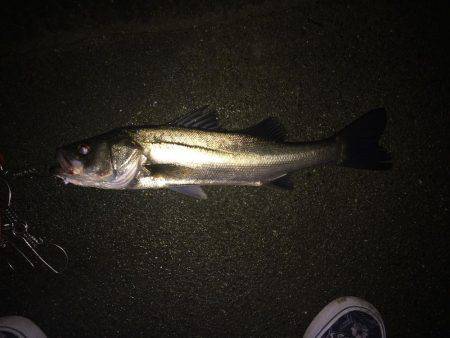 秋らしくなってきたので