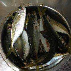 アジングはやはり裏切りません