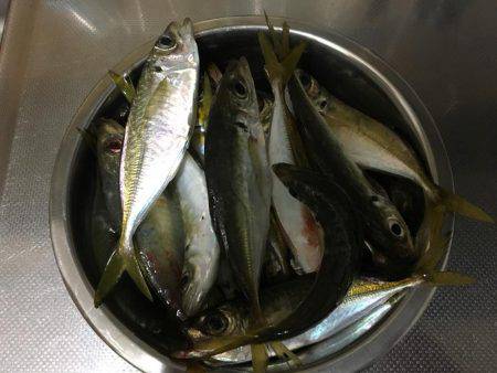 アジングはやはり裏切りません