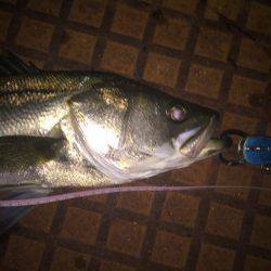 久しぶりのシーバス