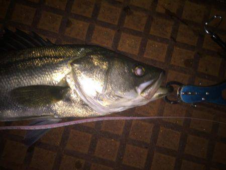 久しぶりのシーバス