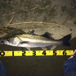 朝マズメ、シーバス