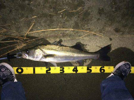 朝マズメ、シーバス