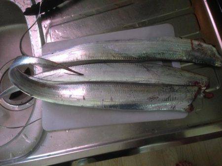 結局タチウオ！