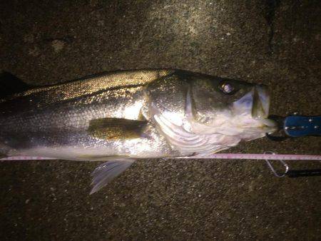 神戸湾奥シーバス