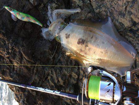 中紀シャローランガン