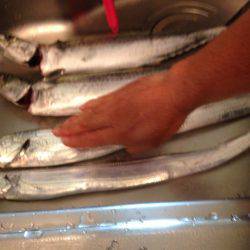 タチウオのちサゴシ