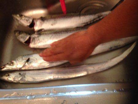 タチウオのちサゴシ