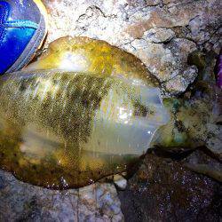 中紀夕マヅメ〜ナイト