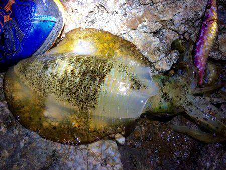 中紀夕マヅメ〜ナイト