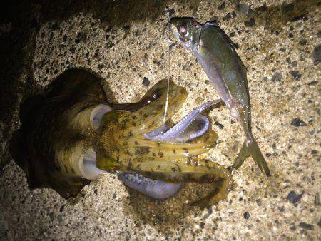 アオリウキ釣り