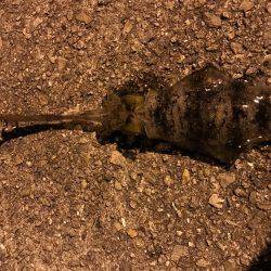 仕事帰りの釣行