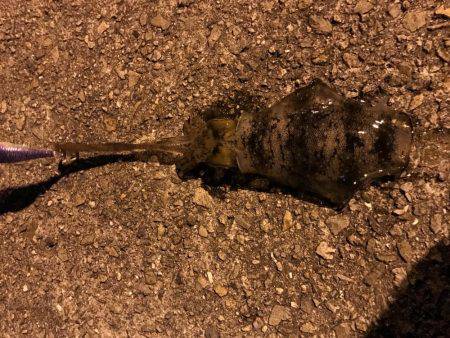 仕事帰りの釣行