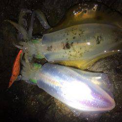 夕マヅメ不発・・・