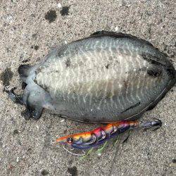 お出掛け前の短時間エギング