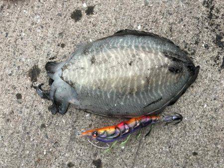 お出掛け前の短時間エギング