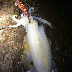 ナイトではポロポロと