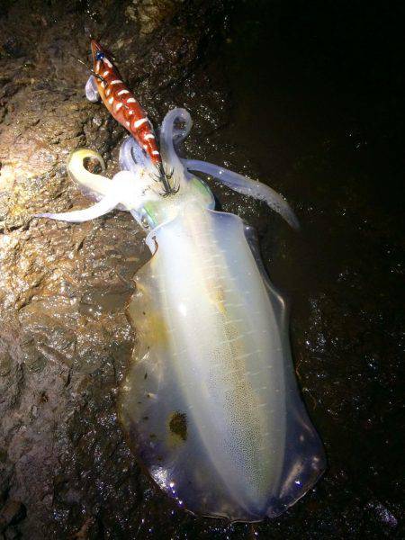 ナイトではポロポロと