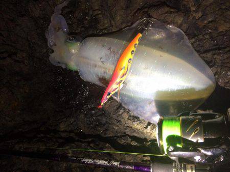 またまた爆風エギング