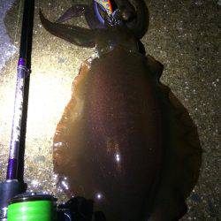 夕マヅメエギング