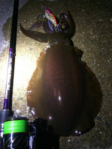 夕マヅメエギング