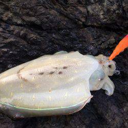 潮場で夕マヅメ‼︎