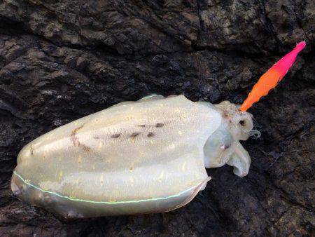 潮場で夕マヅメ‼︎