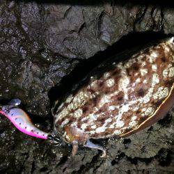 激流ナイトエギング