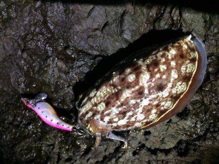 激流ナイトエギング