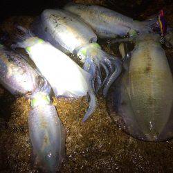 夜中の短時間エギング