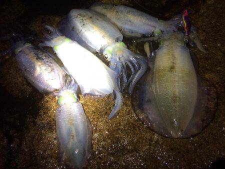 夜中の短時間エギング