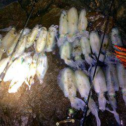 夕マヅメ〜〜ナイトエギング