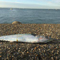 ミノーでサゴシ