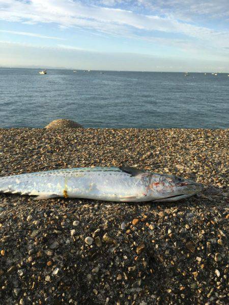 ミノーでサゴシ