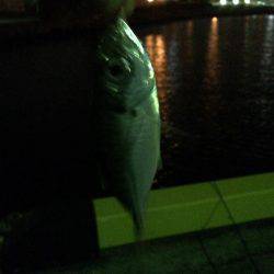 1日休んで今日もアジング