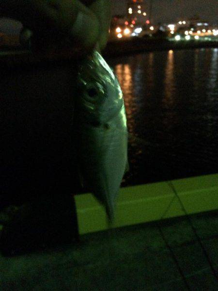 1日休んで今日もアジング