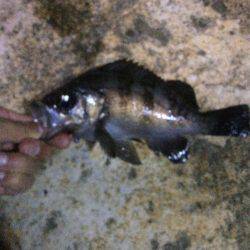 今日は尺アジクラスを求めて