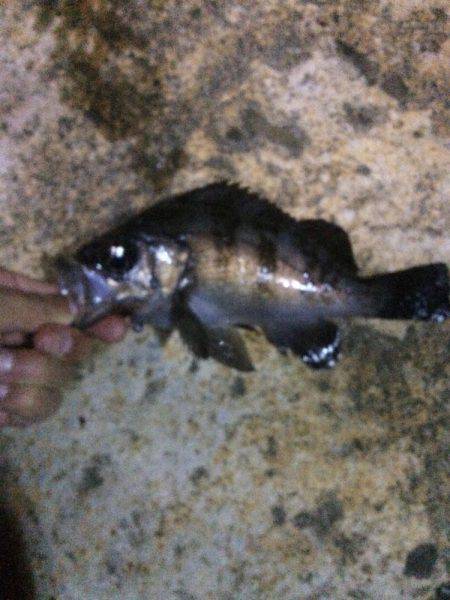 今日は尺アジクラスを求めて