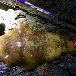 夕マヅメ過ぎからチョロっとエギング!