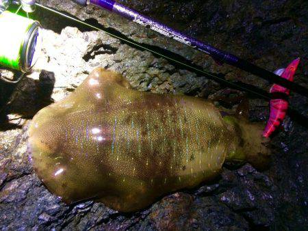 夕マヅメ過ぎからチョロっとエギング!