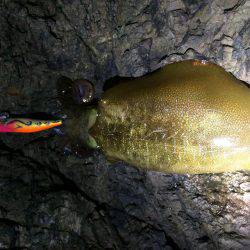 爆風真っ向勝負。