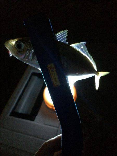 雨の予報覚悟で