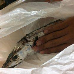 ライトショアジギング太刀魚