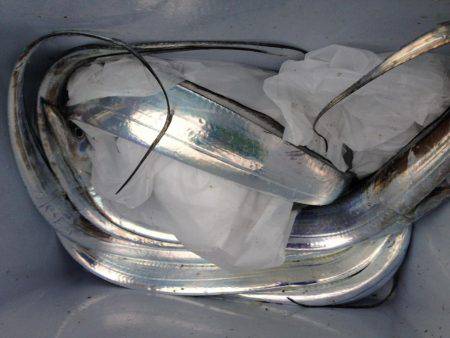 イカさっぱり釣れず。タチウオは...